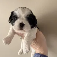 Blue eye B/W, a female Shih Tzu for sale in Wentzville, MO – Photo 6 of 10