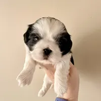 Blue eye B/W, a female Shih Tzu for sale in Wentzville, MO – Photo 3 of 10
