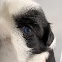 Blue eye B/W, a female Shih Tzu for sale in Wentzville, MO – Photo 8 of 10