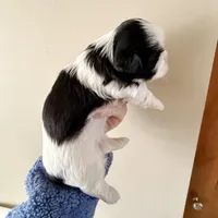 Blue eye B/W, a female Shih Tzu for sale in Wentzville, MO – Photo 7 of 10