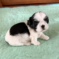 Blue eye B/W, a female Shih Tzu for sale in Wentzville, MO – Photo 10 of 10