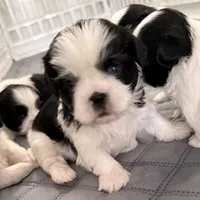 Blue eye B/W, a female Shih Tzu for sale in Wentzville, MO – Photo 5 of 10