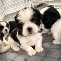 Blue eye B/W, a female Shih Tzu for sale in Wentzville, MO – Photo 2 of 10