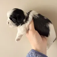 Blue eye B/W, a female Shih Tzu for sale in Wentzville, MO – Photo 9 of 10