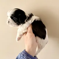 Blue eye B/W, a female Shih Tzu for sale in Wentzville, MO – Photo 4 of 10