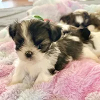 Imperial brindle girl, a female Shih Tzu for sale in Wentzville, MO – Photo 3 of 9
