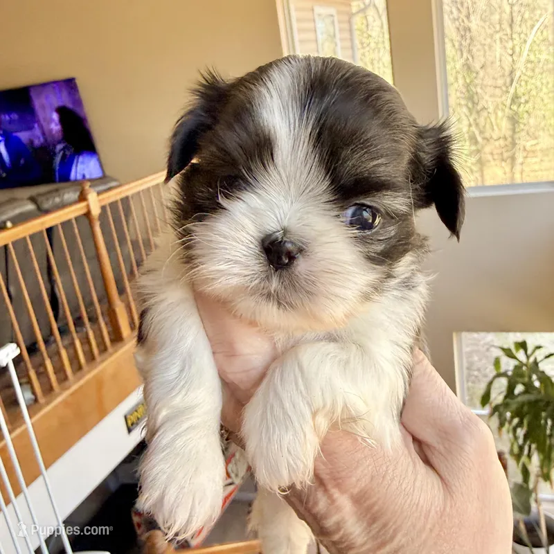 Imperial brindle girl – Shih Tzu puppy for sale in Wentzville, MO
