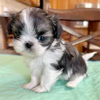 Imperial brindle girl, a female Shih Tzu for sale in Wentzville, MO – Photo 7 of 9