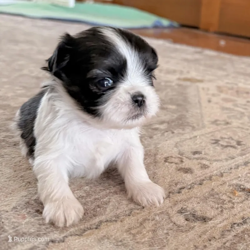 Imperial brindle girl – Shih Tzu puppy for sale in Wentzville, MO