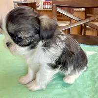 Imperial brindle girl, a female Shih Tzu for sale in Wentzville, MO – Photo 4 of 9