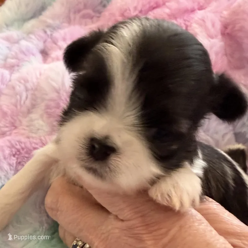 Imperial brindle girl – Shih Tzu puppy for sale in Wentzville, MO