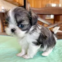 Imperial brindle girl, a female Shih Tzu for sale in Wentzville, MO – Photo 6 of 9