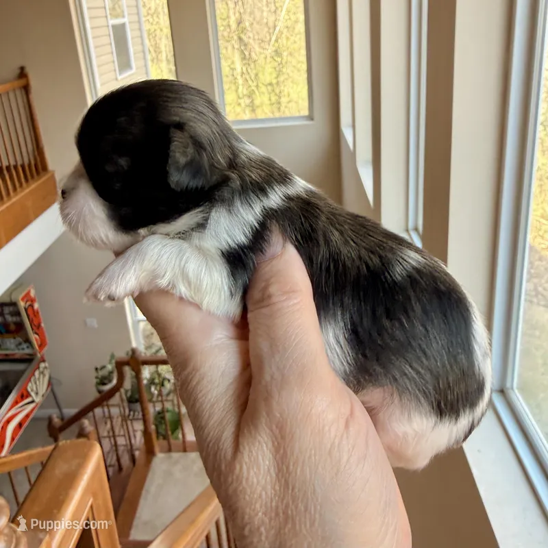 Imperial brindle girl – Shih Tzu puppy for sale in Wentzville, MO