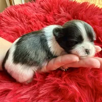 Imperial brindle girl, a female Shih Tzu for sale in Wentzville, MO – Photo 3 of 5