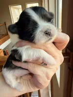 Imperial brindle girl, a female Shih Tzu for sale in Wentzville, MO – Photo 2 of 5