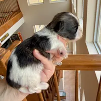 Imperial brindle girl, a female Shih Tzu for sale in Wentzville, MO – Photo 4 of 5