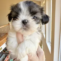 Imperial brindle girl, a female Shih Tzu for sale in Wentzville, MO – Photo 5 of 9