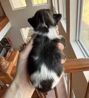 Imperial brindle girl, a female Shih Tzu for sale in Wentzville, MO – Photo 5 of 5