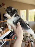 Imperial brindle girl, a female Shih Tzu for sale in Wentzville, MO – Photo 9 of 9