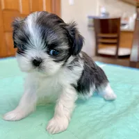 Imperial brindle girl, a female Shih Tzu for sale in Wentzville, MO – Photo 8 of 9