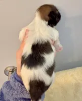 Patches, a female Shih Tzu for sale in Wentzville, MO – Photo 8 of 9