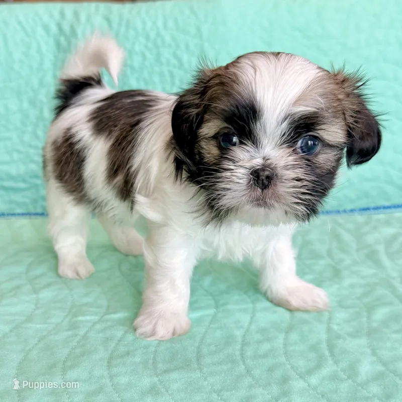 Patches – Shih Tzu puppy for sale in Wentzville, MO