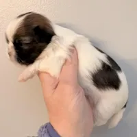 Patches, a female Shih Tzu for sale in Wentzville, MO – Photo 2 of 9