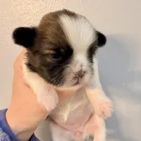 Patches, a female Shih Tzu for sale in Wentzville, MO – Photo 4 of 9