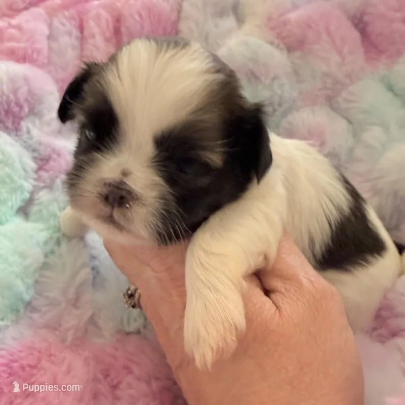 Patches – Shih Tzu puppy for sale in Wentzville, MO