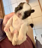 Patches, a female Shih Tzu for sale in Wentzville, MO – Photo 9 of 9