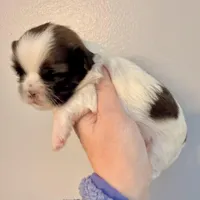 Patches, a female Shih Tzu for sale in Wentzville, MO – Photo 3 of 9