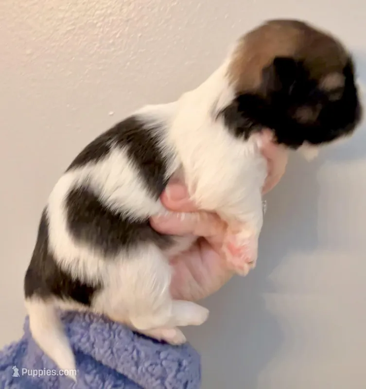 Patches – Shih Tzu puppy for sale in Wentzville, MO