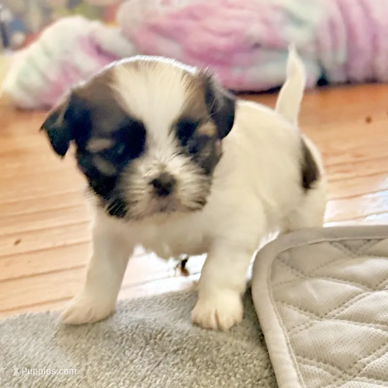 Patches – Shih Tzu puppy for sale in Wentzville, MO