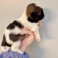 Patches, a female Shih Tzu for sale in Wentzville, MO – Photo 7 of 9