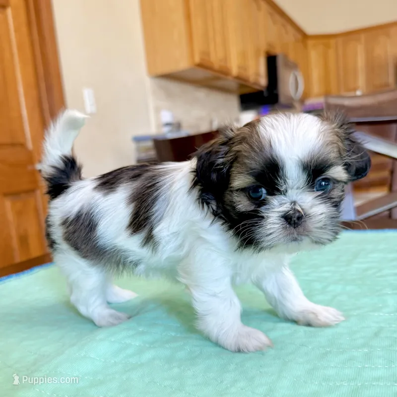Patches – Shih Tzu puppy for sale in Wentzville, MO