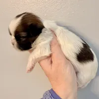 Patches, a female Shih Tzu for sale in Wentzville, MO – Photo 5 of 9