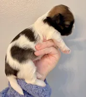 Patches, a female Shih Tzu for sale in Wentzville, MO – Photo 6 of 9