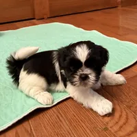 Oreo - black/white, a male Shih Tzu for sale in Wentzville, MO – 6 of 10