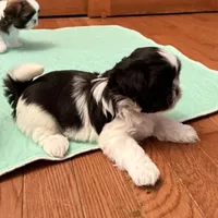 Oreo - black/white, a male Shih Tzu for sale in Wentzville, MO – 5 of 10