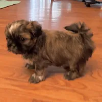 Hunk, a male Shih Tzu for sale in Wentzville, MO – 3 of 7