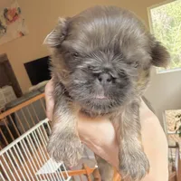 Blue Nugget, a male Shih Tzu for sale in Wentzville, MO – 3 of 3