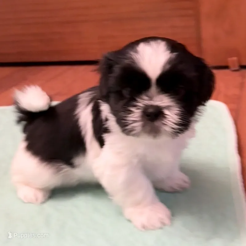 Oreo - black/white – Shih Tzu puppy for sale in Wentzville, MO
