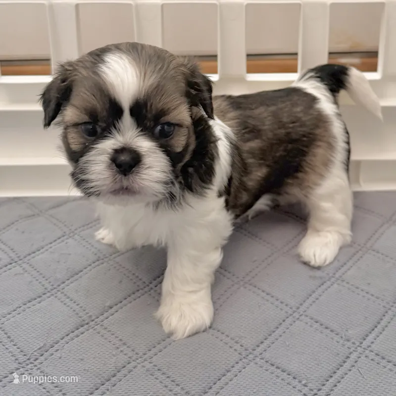 Sable/white – Shih Tzu puppy for sale in Wentzville, MO