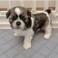 Sable/white, a male Shih Tzu for sale in Wentzville, MO – 1 of 9