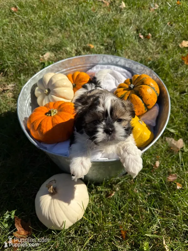 Sable/white – Shih Tzu puppy for sale in Wentzville, MO
