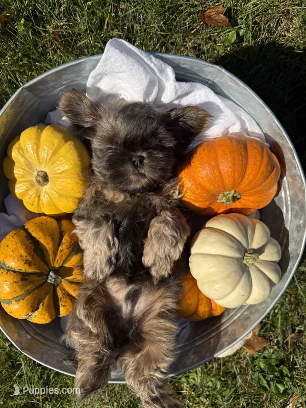 Blue Nugget – Shih Tzu puppy for sale in Wentzville, MO