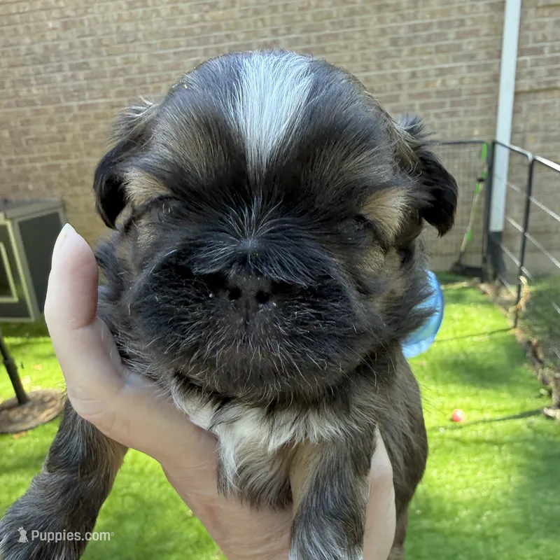 Sable boy – Shih Tzu puppy for sale in Wentzville, MO