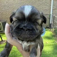Sable boy, a male Shih Tzu for sale in Wentzville, MO – 1 of 5