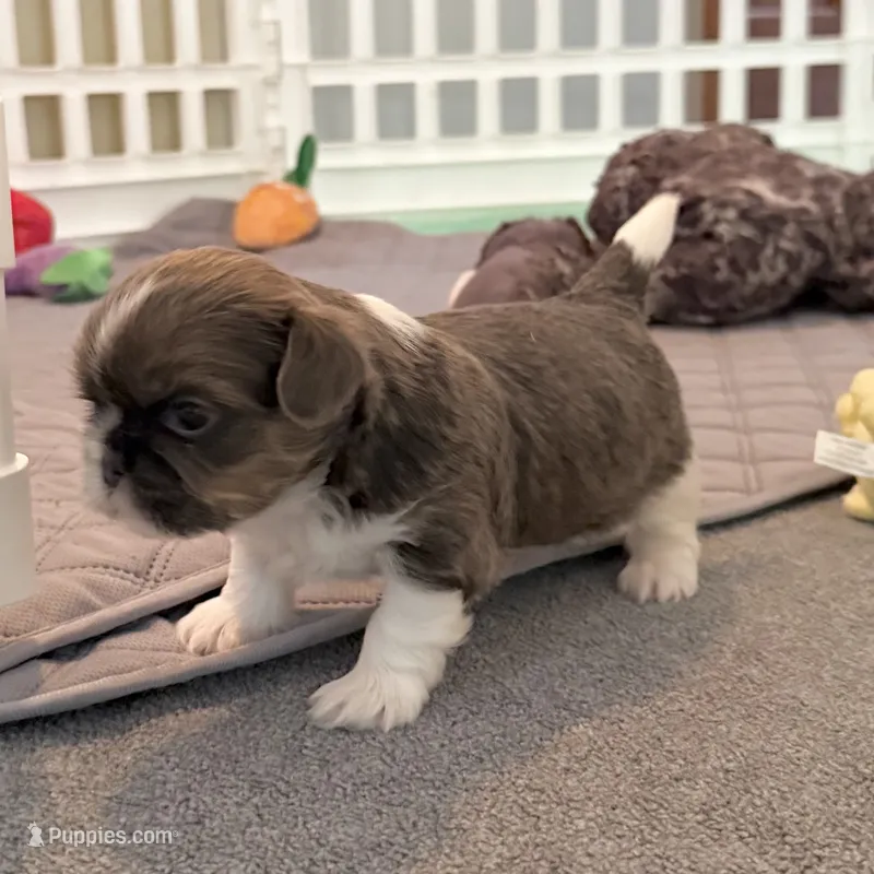 Blue Spark – Shih Tzu puppy for sale in Wentzville, MO