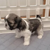 Sable/white, a male Shih Tzu for sale in Wentzville, MO – 2 of 9